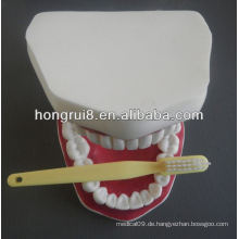 New Style Medical Dental Care Modell, Zähne Pflege